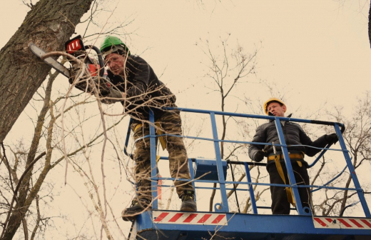 Чем занимаются воронежские арбористы и почему им платят по 30 тыс рублей в день