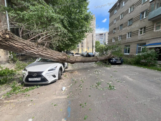 Огромный тополь рухнул на две иномарки в центре Воронежа