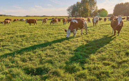 «ЭкоНива» вложит 2 млрд рублей в расширение молочных ферм в Воронежской области