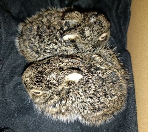 Двух зайчат нашли на ж/д путях в Воронежской области