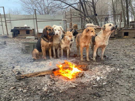 В Воронеже планируют расширить муниципальный приют для бездомных животных