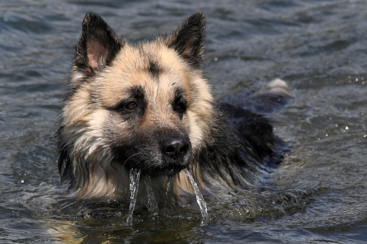 Кинолог Голубев посоветовал не пугать собаку при первой встрече с водоемом