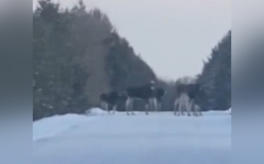 Сразу десять лосей преградили дорогу воронежской автомобилистке (ВИДЕО)