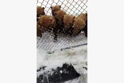 В Московском зоопарке кустарниковые собаки рыли снег наперегонки с кипером