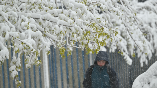 Биолог Филин: сережки цветущих растений могут опадать в результате обильных осадков
