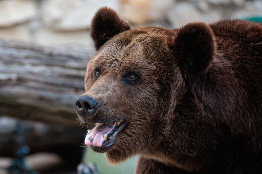 В Московской области проснулись медведи, их замечают у дорог и мусорок