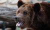В Московской области проснулись медведи, их замечают у дорог и мусорок
