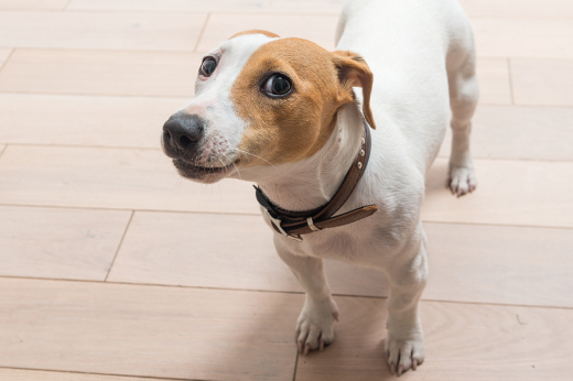 Толстенький джек-рассел застрял под ванной после плотного обеда в Москве