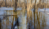 В Воронежском заповеднике затопило экотропу из-за паводка