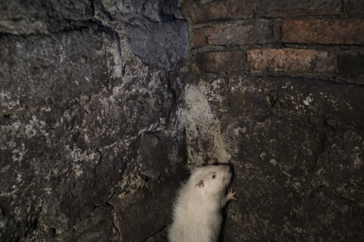 Жителям ЖК на севере Москвы посоветовали самостоятельно решать проблему с крысами