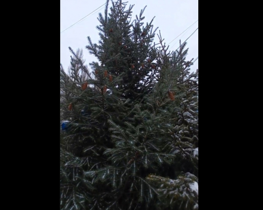 Дорогущая, живая, новогодняя: пихта на ёлочном базаре за 25 тысяч рублей изумила воронежцев