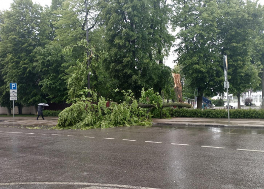 Сильный ветер повалил дерево в центре Воронежа