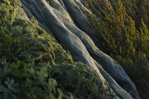 Московский зоопарк: Нераспроданные новогодние елки стали когтеточками для тигров