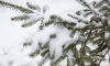 Синоптики рассказали, каким будет январь в Воронеже