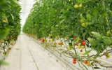 Липецкие «Овощи Черноземья» оштрафовали за загрязнение реки Усмань