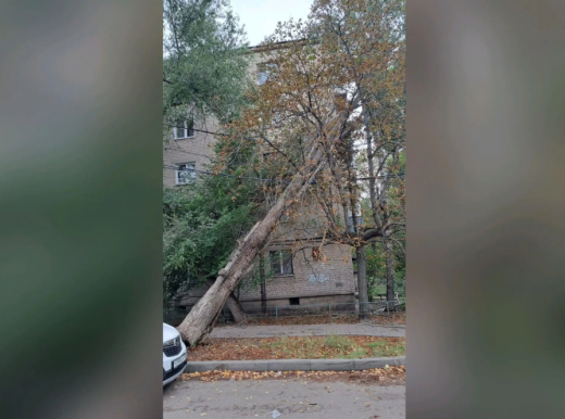 Ураганный ветер повалил тополь на провода в Воронеже
