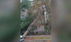 Ураганный ветер повалил тополь на провода в Воронеже