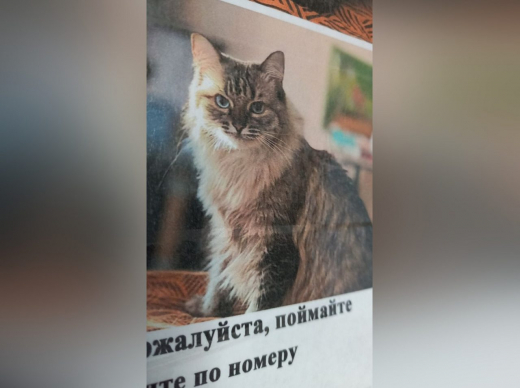 Воронежцам предлагают 20 тыс. рублей за помощь в поиске пропавшей кошечки