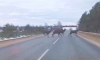 Житель Подмосковья заметил на дороге стадо оленей и снял их на видео