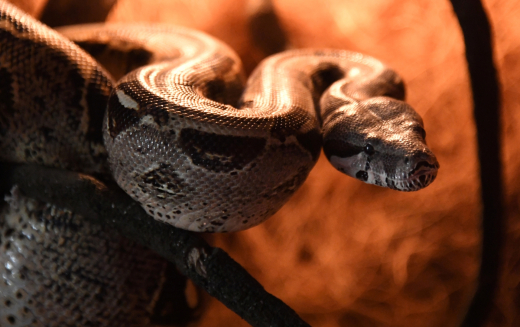 Зоолог дал инструкцию при укусе змеи