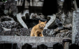 В селе Воронежской области из-за больной кошки объявили карантин по бешенству животных