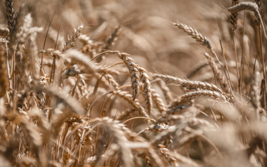 Липецкая область – единственный регион Черноземья, вошедший в пилотный проект по созданию отечественных семян высшего качества