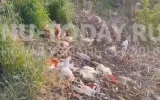 Около сотни умирающих кур обнаружили в яме возле свалки под Воронежем