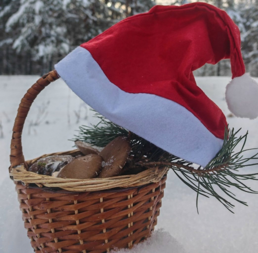 Сугробы не остановили воронежских грибников