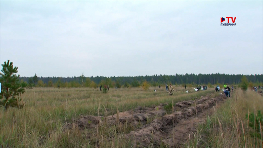 В рамках акции «Сохраним лес» воронежцы восстанавливают зелёную зону на Кожевенном кордоне