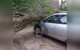 Дерево рухнуло на две машины в Воронеже