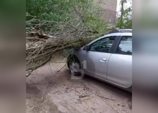 Дерево рухнуло на две машины в Воронеже