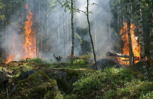 Класс пожарной опасности в Воронеже вырос до высокого