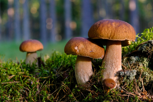Оценена вероятность масштабного грибного сезона в Подмосковье