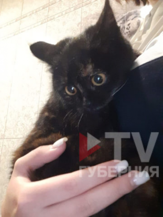 Спасённое Чудо: вытащенный из-под моста в Воронеже котёнок обрёл новый дом