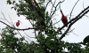 Сбежавшую от коллекционера тропическую птицу поймали в Воронеже через 5 дней
