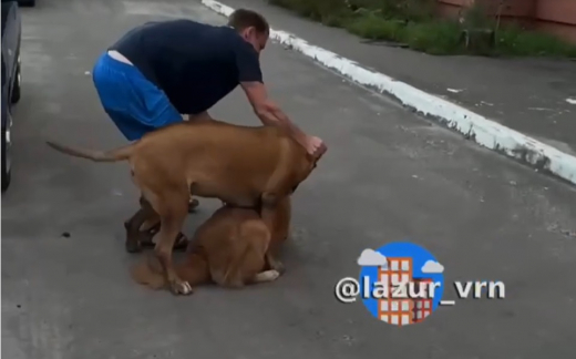 Стала известна судьба дворняги, которую терзал бойцовский пёс на глазах у хозяина в Воронеже