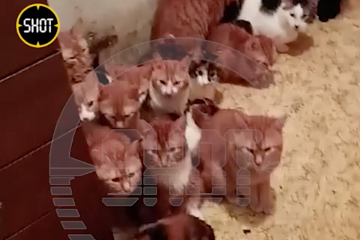 Москвичи пожаловались на соседа, запершего в квартире около 20 кошек-бобтейлов