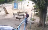 Бездомные собаки накинулись на воронежца