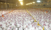 ФАС разрешила тамбовской птицефабрике ГАП «Ресурс» купить активы группы «КоПитания»
