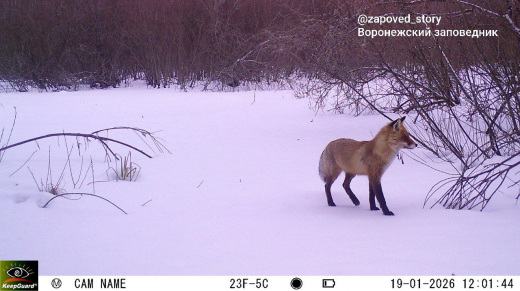 Сезон «лисьих свадеб» начался в Воронежской области