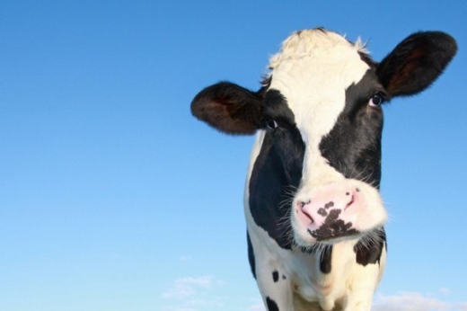 Подконтрольная Владимиру Лисину компания мечтает попасть в пятерку производителей сырого молока, открыв фермы за 27 млрд рублей