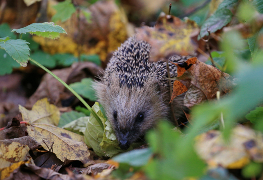 Биолог Глазков: Ежи активизировались в Москве из-за теплой зимы