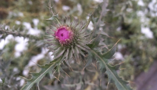 Несмотря на морозы, в Воронеже готовятся распускаться цветы