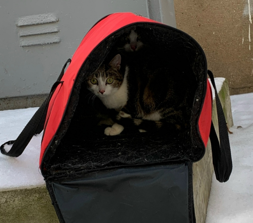 Ещё двух выброшенных в переноске котов спасли в Воронежской области