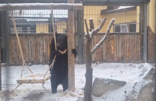 Поселившаяся в Воронежском зоопарке гималайская медведица станцевала в новом вольере