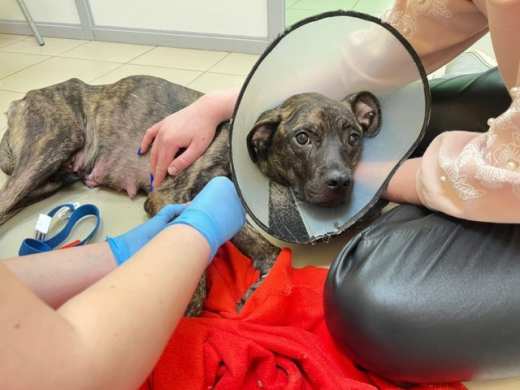 Волонтёры рассказали о состоянии собаки Найды и семи щенков, которых спасли воронежцы
