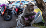Иммунолог Болибок назвал категорию защищенных от обезьяньей оспы людей