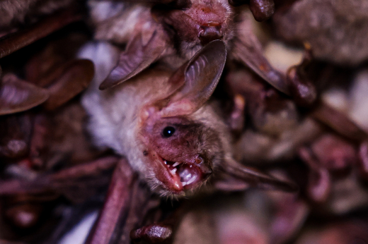 Жители Москвы и Подмосковья жалуются на активизировавшихся летучих мышей