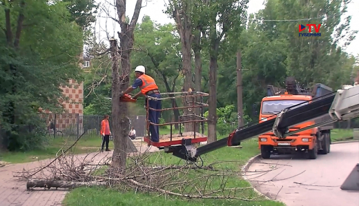 В Воронеже спиливают аварийные и сухостойные деревья