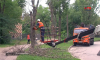 В Воронеже спиливают аварийные и сухостойные деревья